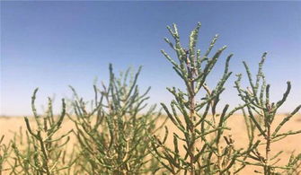 零下40度实测存活草种清单