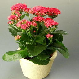 荷兰的宝贝：长寿花