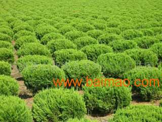 小苗去库存， 变废为宝的奇妙之旅