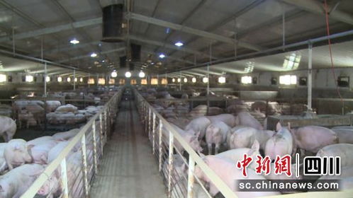 生猪度夏安全，养殖管理是关键