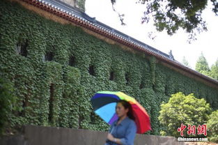爬山虎种植技巧，如何让墙面绿意盎然