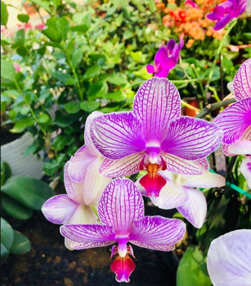 花卉换土后的浇水时机