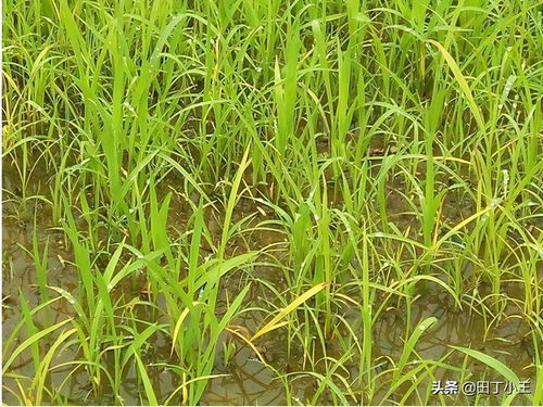 秧苗变黄的可嫩原因