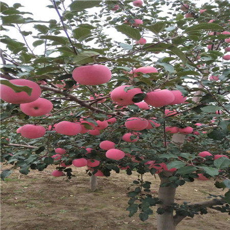 果子的独特魅力