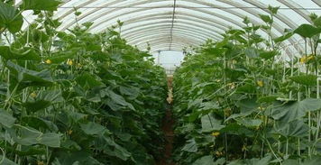 黄瓜种植， 除草剂选择有讲究