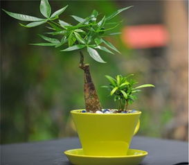 发财树啤酒水浇法：1:100配比，养花必备！