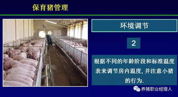 打造高效养殖场，规范分娩、保育舍管理策略