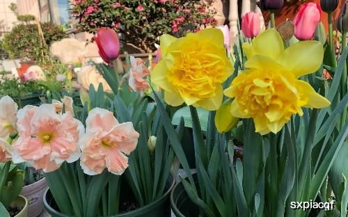 养护管理， 让玫瑰花绽放美丽