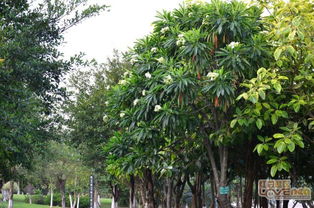 南方路边常见的绿化树木大盘点