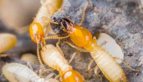 吡虫啉真的Neng传染白蚁吗？