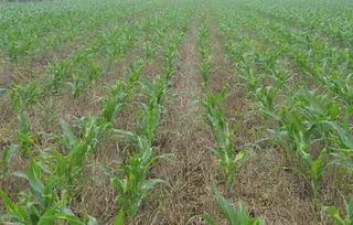 根据菜地情况， 选对除草剂