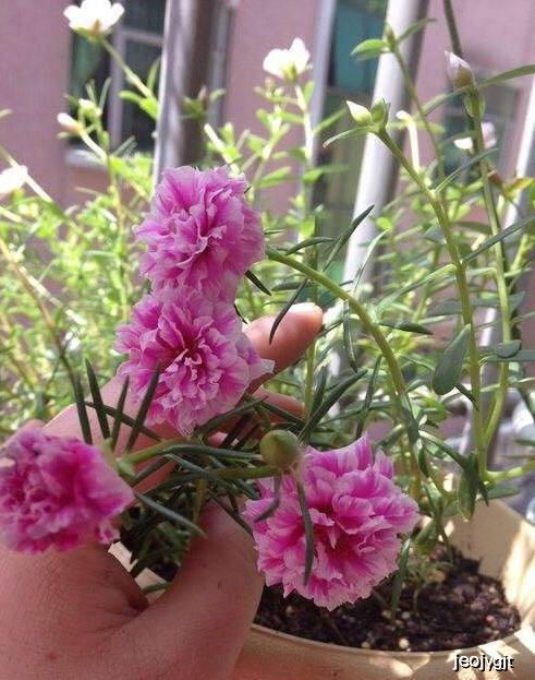 冬日养植秘籍：珍珠吊兰，温暖过冬攻略！