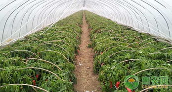 那怎么知道浸根有效不？