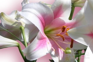 鲜花不仅是装饰， 梗是情感的载体