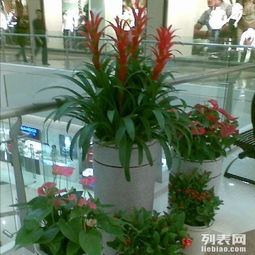 一、二年生花卉推荐