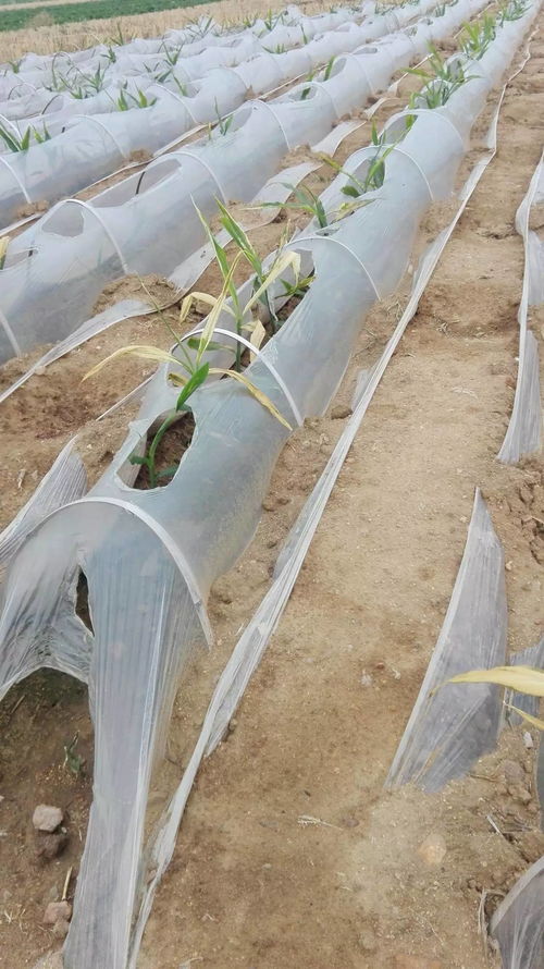喷施责田除草剂后如何判断其效果及对环境的影响？