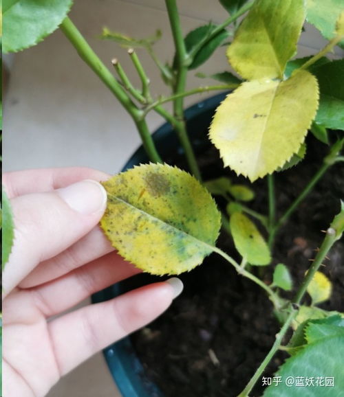月季叶子发黄之谜：换盆后的烦恼