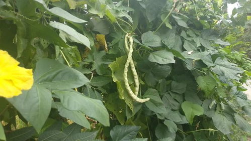 粉剂：古老而有效的剂型