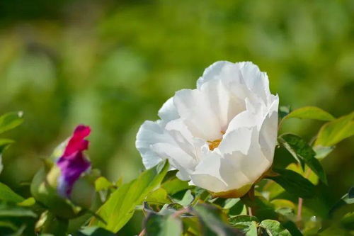 黑牡丹、粉牡丹、黄牡丹，它们各自的花语有何独特之处