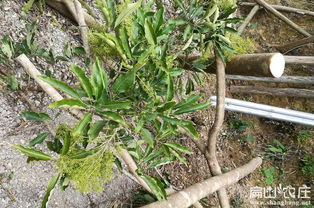 增强免疫力， 防范疾病