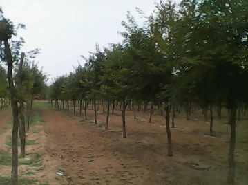 网购五角枫种子：陷阱与技巧