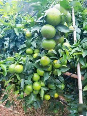 沃柑籽特点及种植适宜性探究