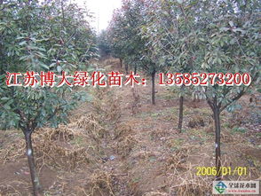 80公分冠幅的红叶石楠球多少钱一棵？