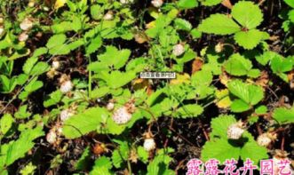 微生物组培技术：高原植被恢复的新模式