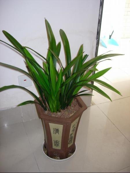 兰草叶子气味之谜