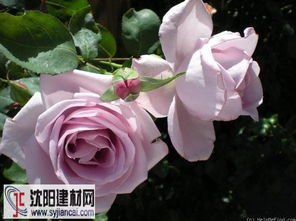 月季花， 花中珍品