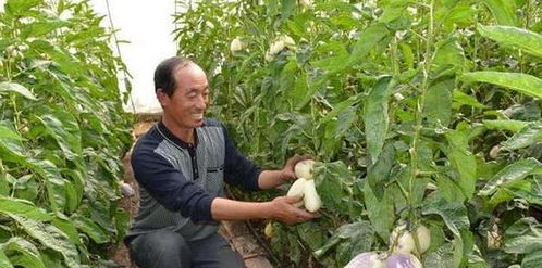 种植水果真的能赚钱吗？收益稳定吗