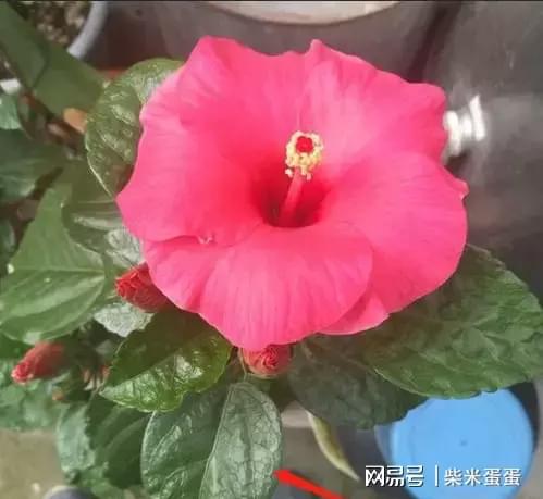 扶桑之花，为何不及木槿显贵