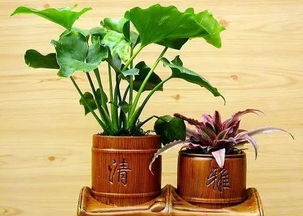黄铜钱草四大美品，爆款花卉必备！
