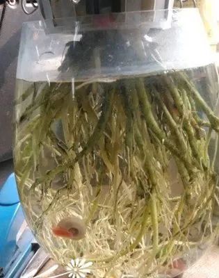 水培吊兰去除绿藻最有效的方法是什么
