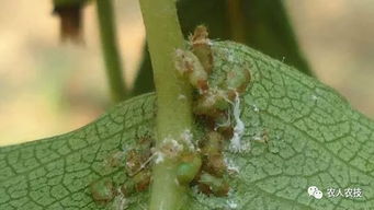 抗虫害危机：棉农的痛