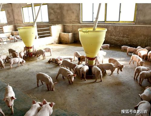 爱普罗斯猪饲料价格真的便宜吗？养殖户选择它省钱靠谱吗？