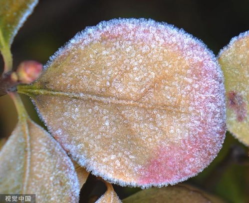 病株叶片：识别病害的信号