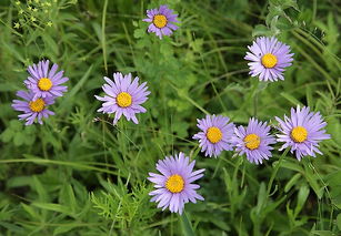 哪些草本花卉需要经过两年生长期才嫩开花？