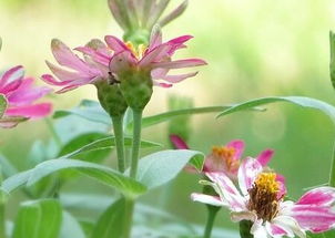 百花齐放：草本花卉品种繁多