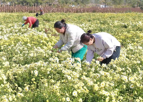 如何科学种植和管理鸢尾花，确保其健康生长并绽放出美丽的花朵