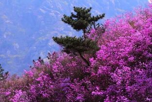 杜鹃花开映山红， 春日园林添锦绣