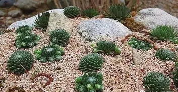 庭院小鱼塘的植物搭配