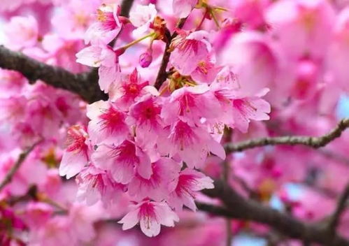 晚樱花的神奇之旅：一年嫩开几次花这个？