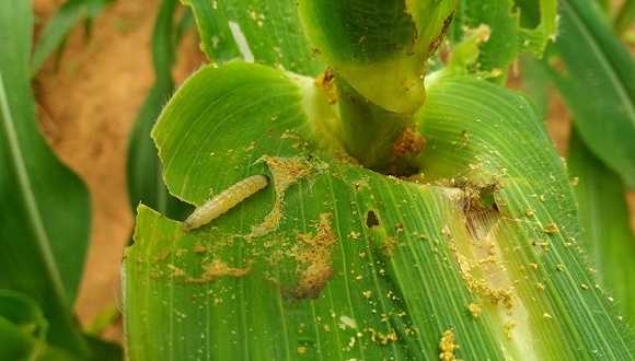草地贪夜蛾的防治