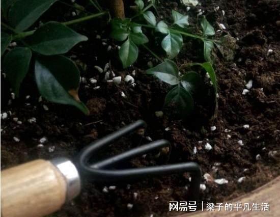 如何有效解决花盆土板结问题，恢复土壤透气性
