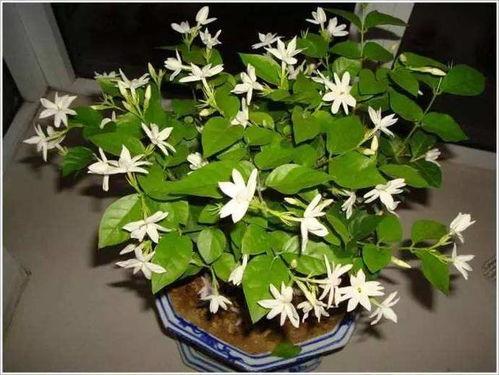 茉莉花夏天如何管理？如何让花朵更香