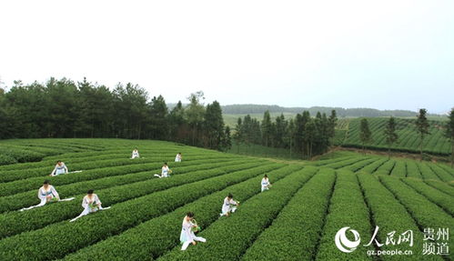 茶叶农药残留，是种植不当还是检测标准不严那个？