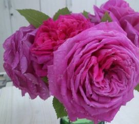 蓝色风暴， 蓝得让人心醉