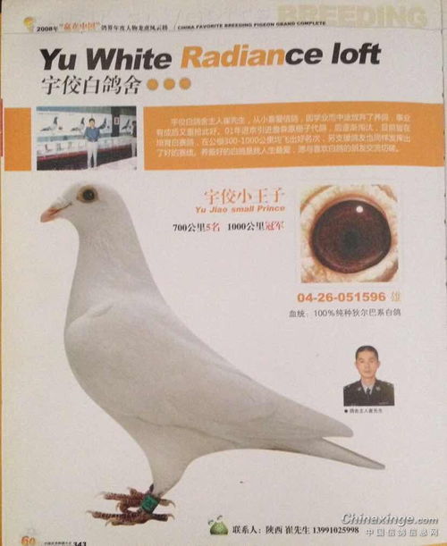 养鸽人放飞鸽子，寄托着对美好生活的向往与追求