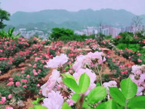 双：玫瑰代表爱情